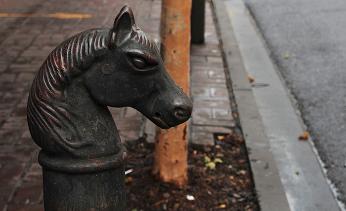 horse